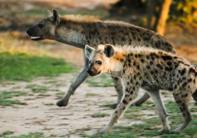 Spotted hyena Hluhluwe safari