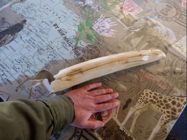 Hippo tooth