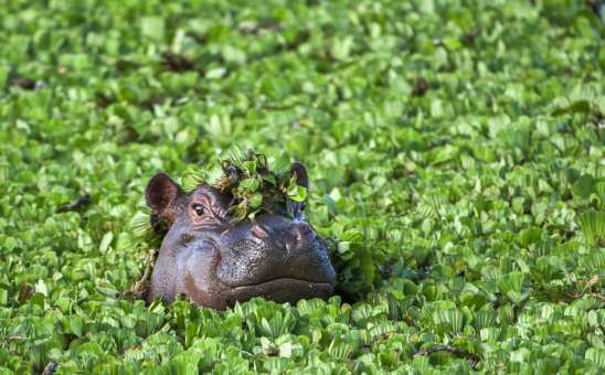 Why Hippos Are Not Big Five Animals (But Should Be)