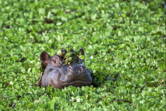 Hippo facts Africa safari