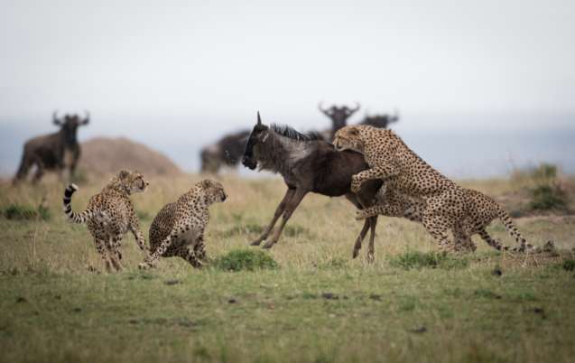 Predator action Masai Mara Kenya