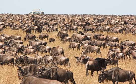 Book early to avoid disappointment Masai Mara