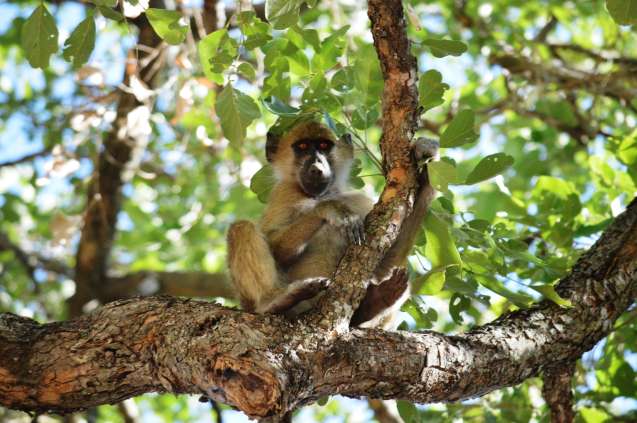 Chacam baboon Botswana safari