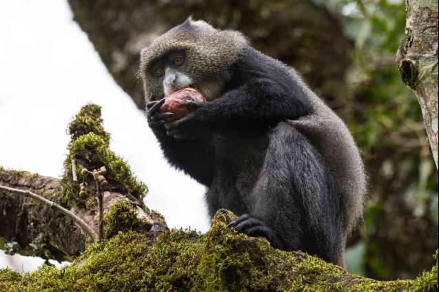 Blue monkey Tanzania