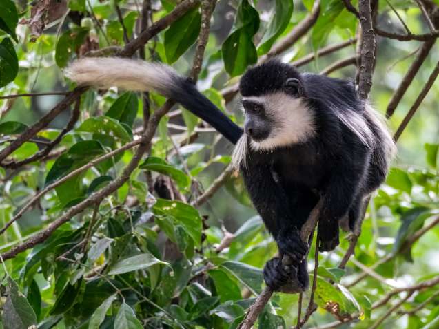 Black and white Colobus monkey