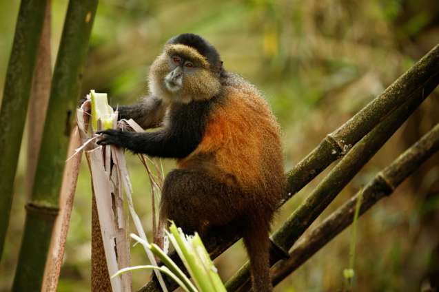 Golden monkey Rwanda primate safari