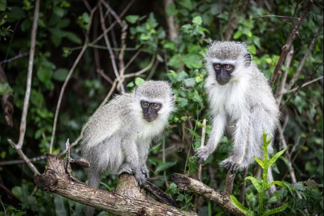 Vervet monkeys South Africa safari