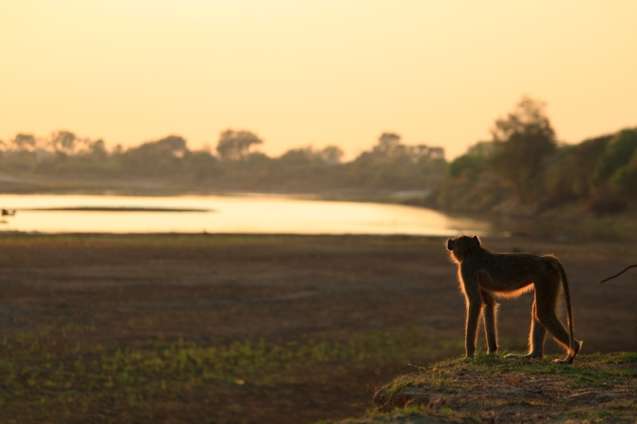 Baboon south luangwa national park