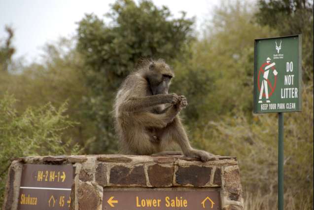 Chacma baboon on sign post, kruger national park, south africa
