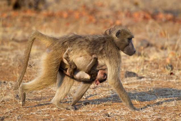 Chacma baboons Kruger