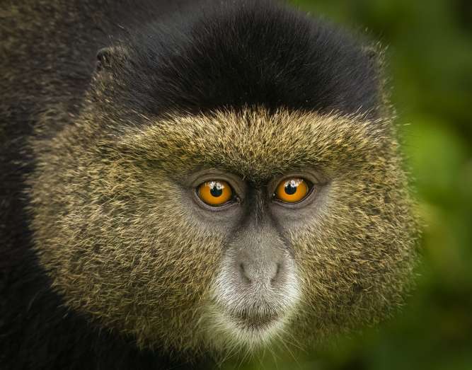 Golden monkey Volcanoes primate trekking Rwanda