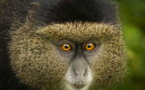 Baboon vs Monkey: Whats the Difference?