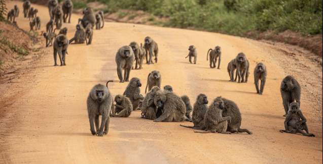 Olive baboons in Tanzania