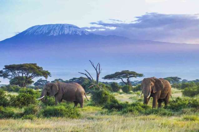 Amboseli safari kilimanjaro views