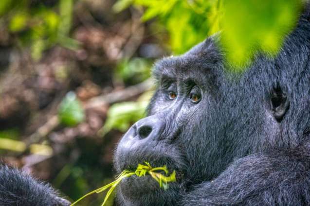 Gorilla trekking bwindi