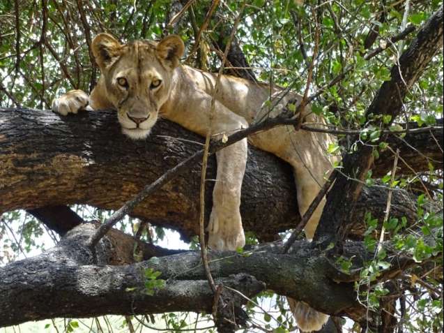 Lake manyara tree climbing lion