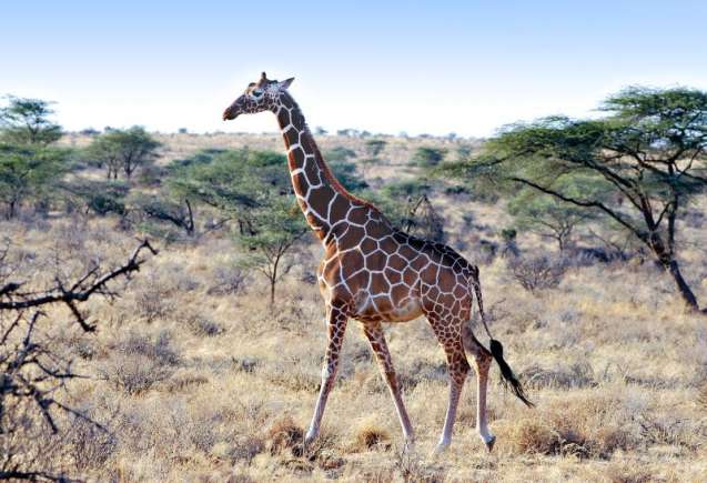 Samburu national park giraffe