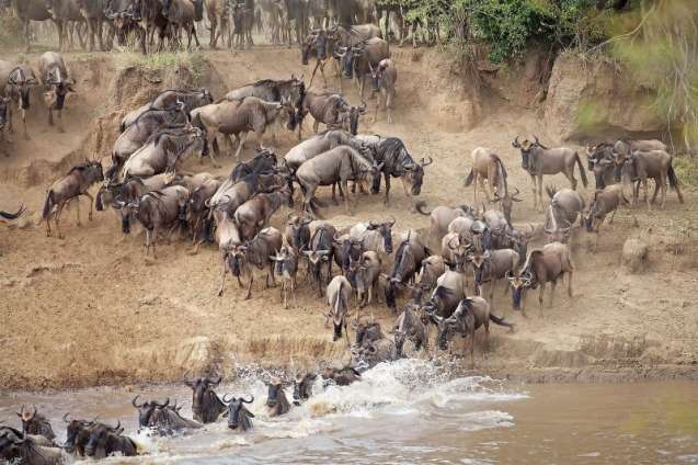 Serengeti great migration