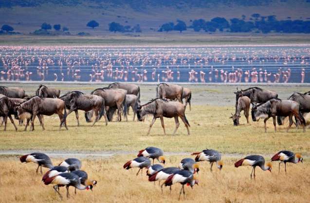 Wildebeest ngorongoro crater