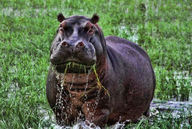 Chobe River hippo