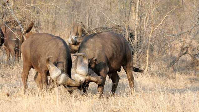 Buffalos Sabi Sands Kruger