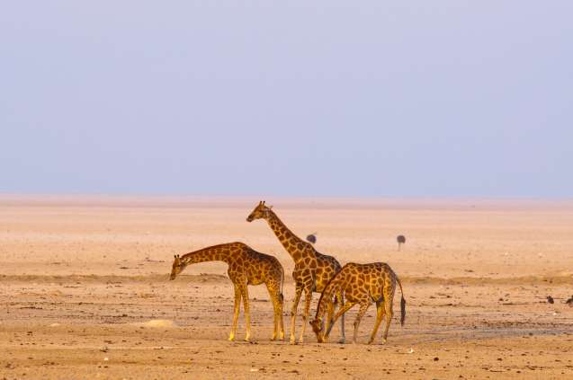 Giraffes in Etosha