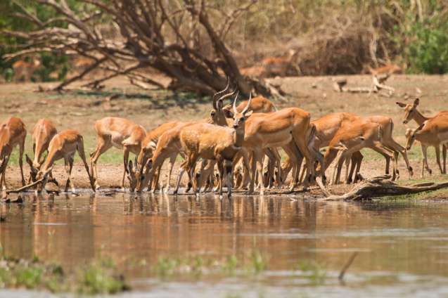Impala south luangwa national park