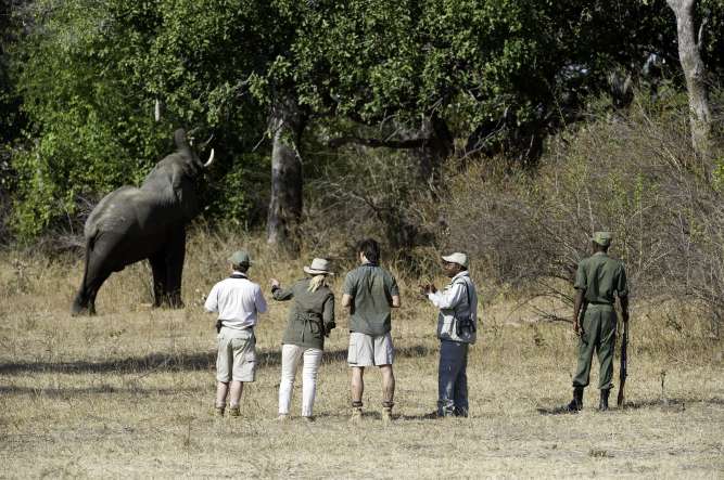 Elephants on budget safari
