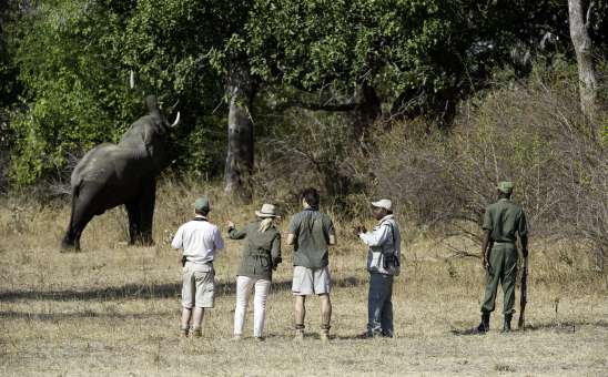 Animals You are Most Likely to See on a Budget Safari (And Why)