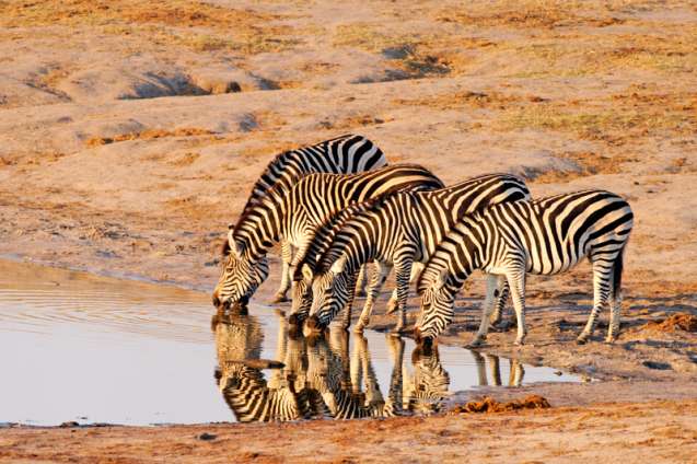 Zebras Hwange National Park