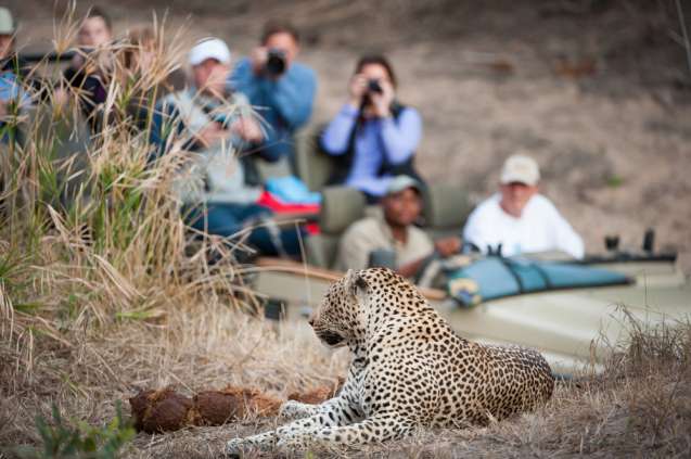 Safari south africa