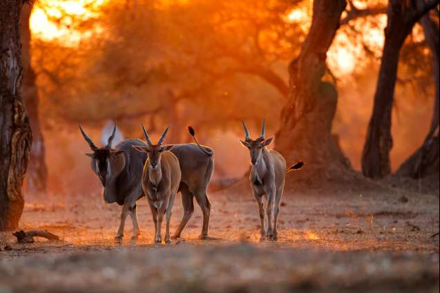 Eland Mana Pools Zimbabwe
