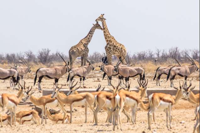 Etosha in the dry season offers incredible wildlife photography around waterholes