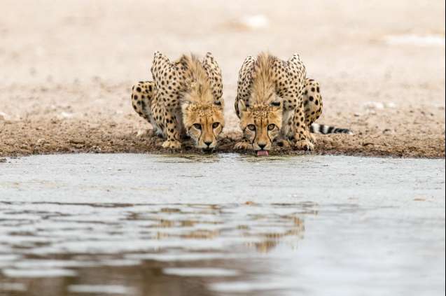 Cheetah photoraphy Central Kalahari Botswana