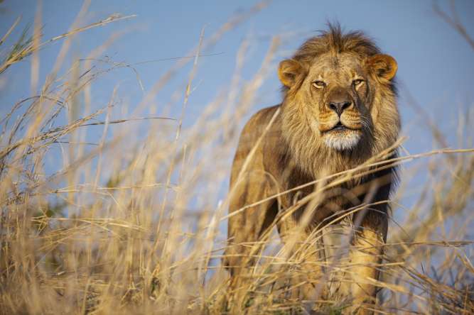 Kafue Zambia wilderness Big 5 photography