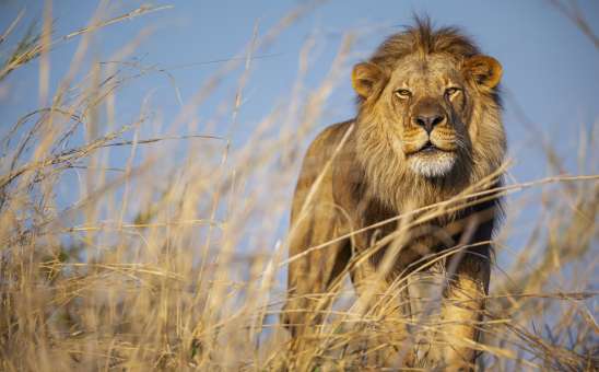 Kafue Zambia wilderness Big 5 photography