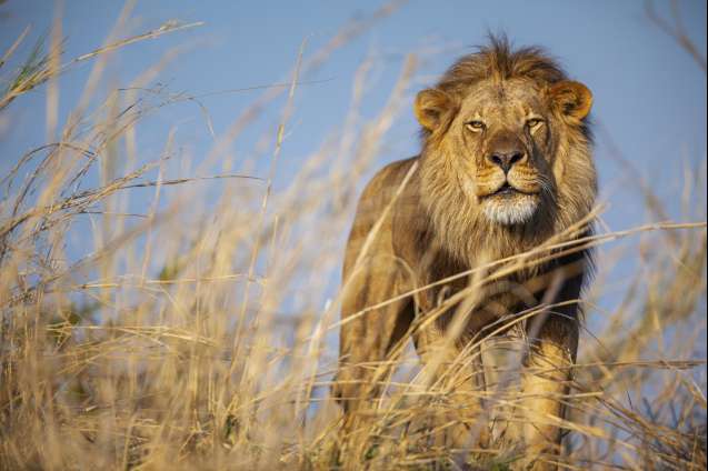 Kafue Zambia wilderness Big 5 photography
