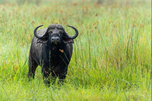 Lush backdrops make for striking photographs in the Okavango