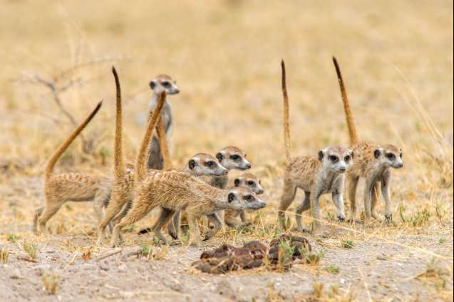 Meerkats kalahari Botswana overland safari