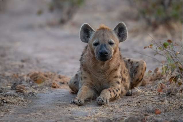 South Luangwa hyena Zambia safari
