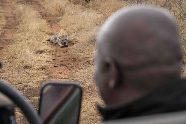 Spotting Hyena on safari