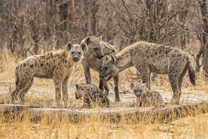 Hyenas on safari Khwai River Botswana