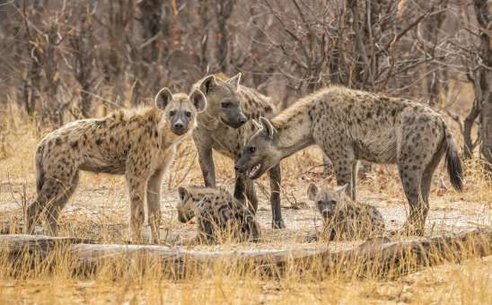 Hyenas on safari Khwai River Botswana