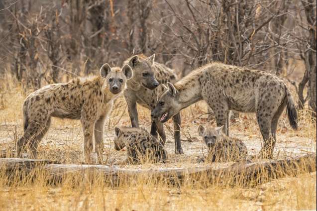 Hyenas on safari Khwai River Botswana