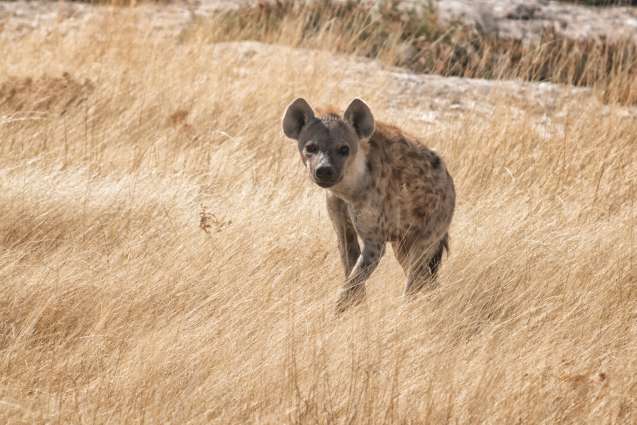 Lone hyena Etosha safari Namibia