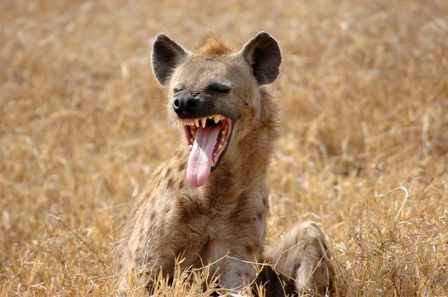 Why do hyenas laugh Masai Mara