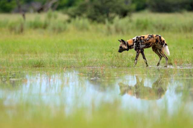 Moremi in Botswana is an excellent wild dog safari destination