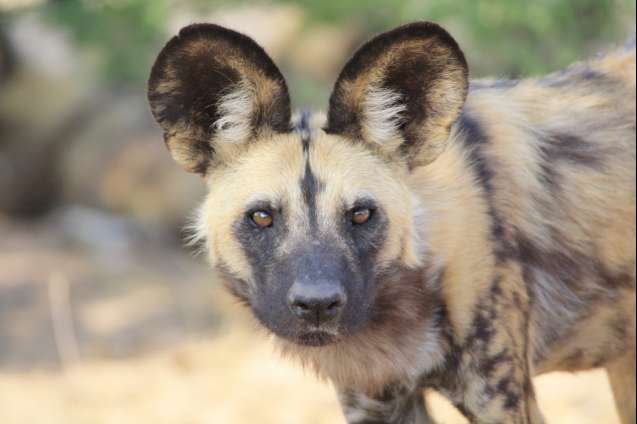 East African wild dog sightings are rare but exciting