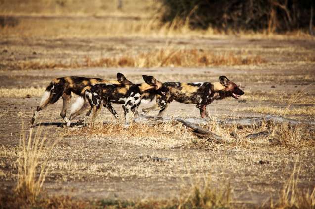 South Luangwa National Park excellent wild dog safari