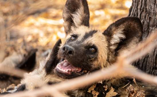 Best Places to See African Wild Dogs in Africa (Without Spending a Fortune)